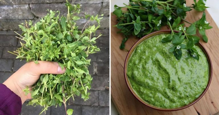 Chickweed: How This Versatile And Delicious Herb Can Improve Your Well-Being