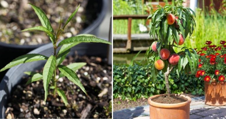 The Easiest Method To Grow Peach Trees From Seeds