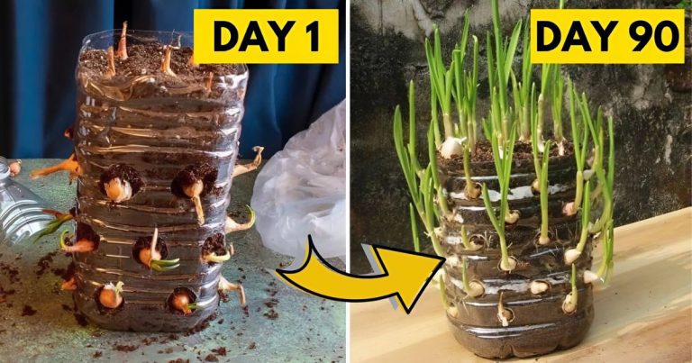 How To Grow Endless Supply Of Onions In Plastic Bottles (4 Steps)