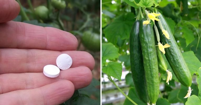 How To Have A Bountiful Harvest Of Cucumbers With Just One Secret Ingredient