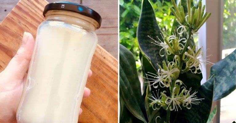 2 Surprising Ingredients That Will Make Your Snake Plant Bloom Like Never Before