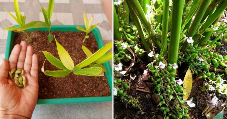 How To Grow Cardamom – Queen Of Spices From Seeds At Home