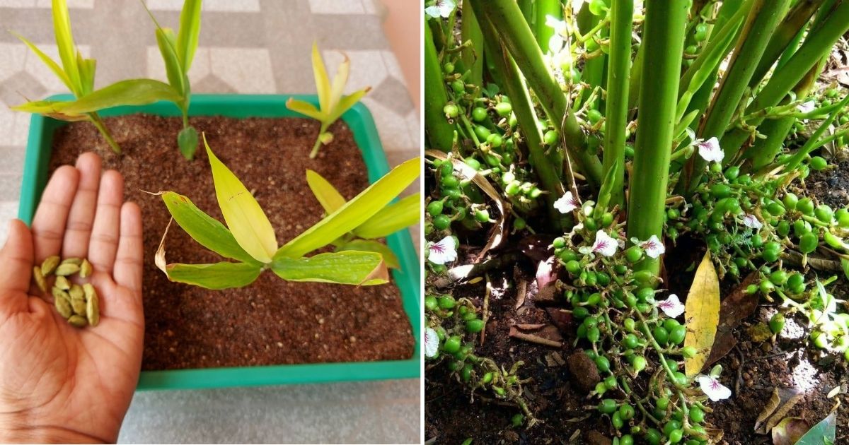 How To Grow Cardamom – Queen Of Spices From Seeds At Home