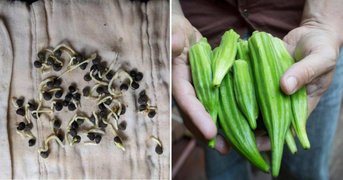 Growing Okra From Seeds: A Step-by-Step Guide For Beginners