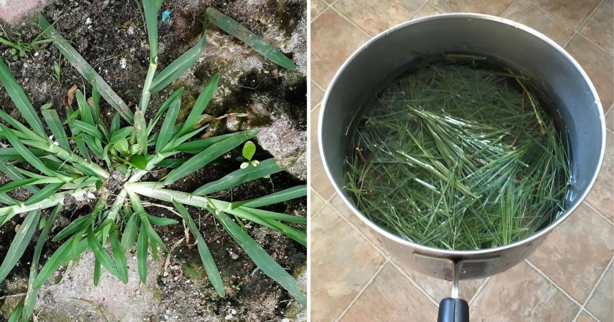 How Goose Grass Can Heal You: A Natural Remedy For Dozens Of Diseases