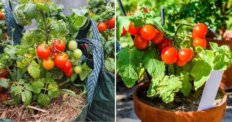 Bonsai Tomatoes: How To Grow And Care For These Tiny And Tasty Plants