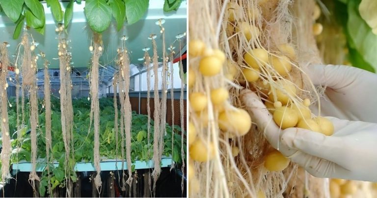 How To Grow Potatoes Without Soil That Improves The Yield By 10 Times