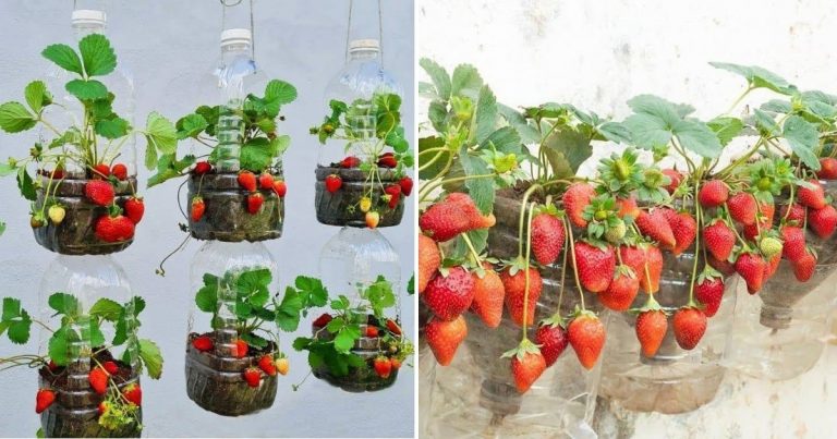 How To Grow Strawberries In Containers: Everything You Need To Know From Soil To Harvest