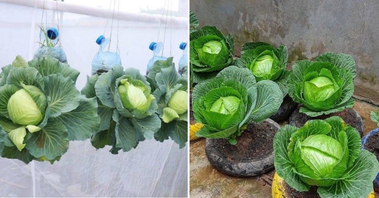 How To Save Space And Money By Growing Cabbage In Containers
