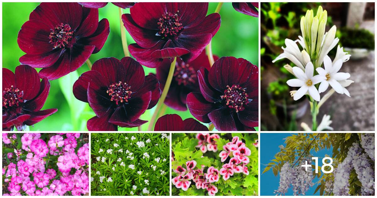 24 Delightful Flowers For A Sweet-Scented Garden
