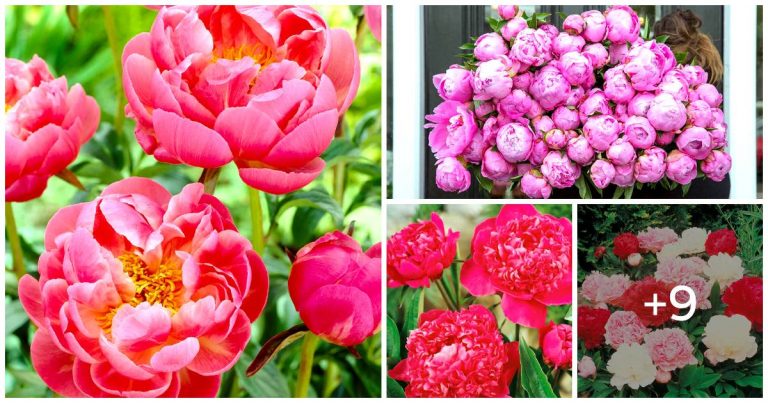 Growing Peonies With Confidence Through Expert Advice Ensuring Yearly Blooms
