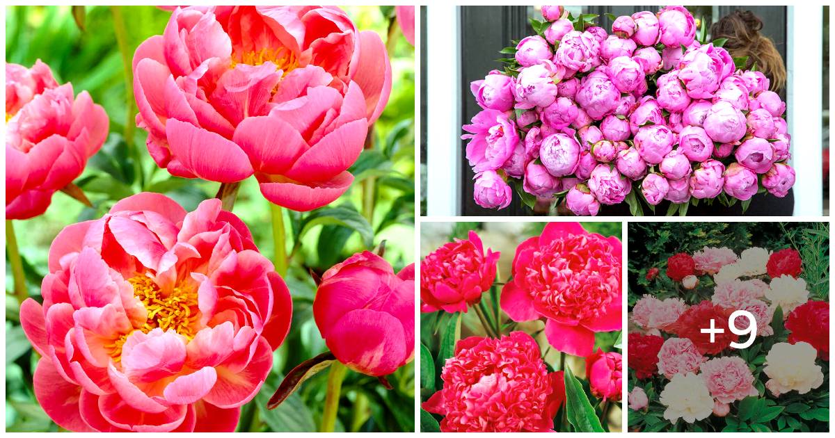 Growing Peonies With Confidence Through Expert Advice Ensuring Yearly Blooms