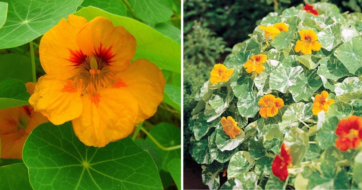 16 Amazing Benefits Of Nasturtium To Grow The Garden