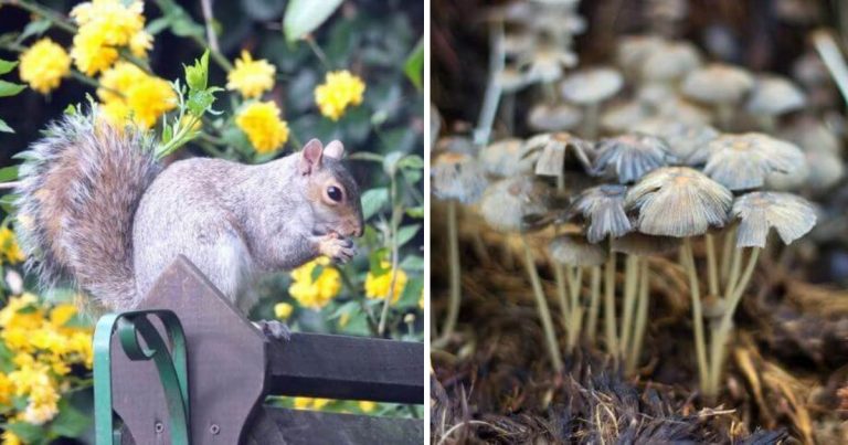 11 Amazing Cinnamon Uses In Your Garden