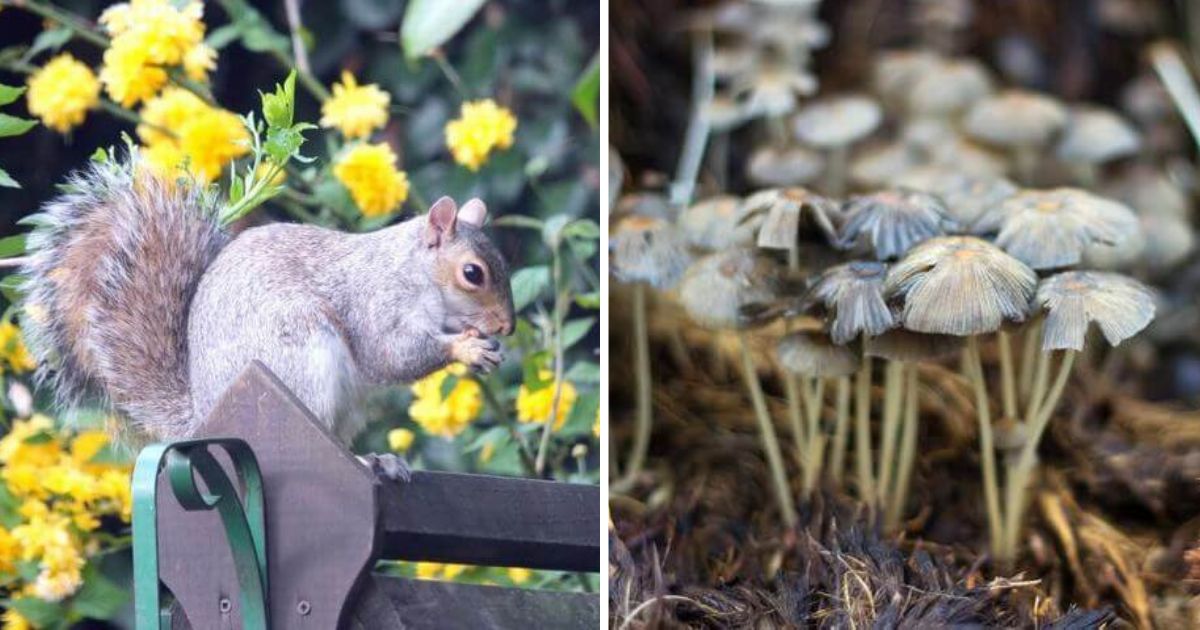 11 Amazing Cinnamon Uses In Your Garden