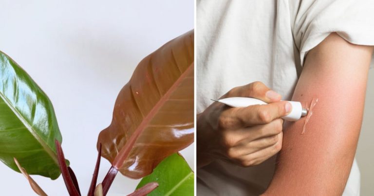 Amazing Coconut Oil Uses For The Home And Garden