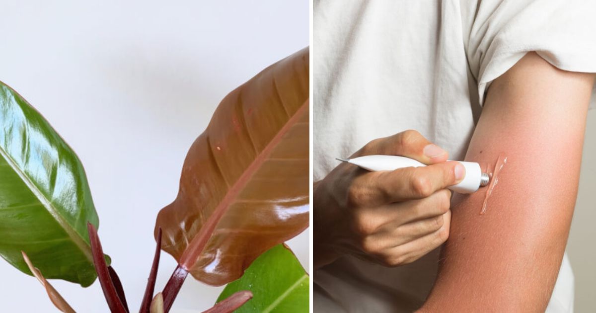 Amazing Coconut Oil Uses For The Home And Garden