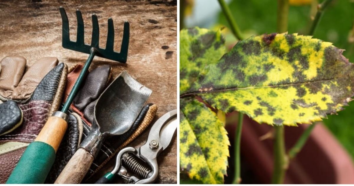 8 Amazing Leftover Milk Uses For Your Garden