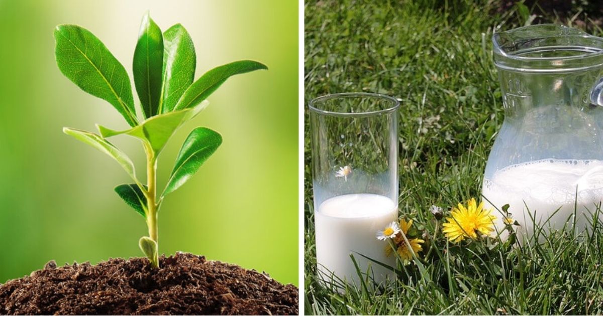 8 Amazing Uses Of Milk Powder In The Garden