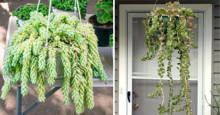 26 Appealing Pictures Of The Best Beautiful Hanging Succulents