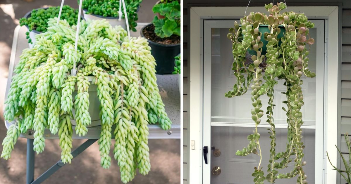 26 Appealing Pictures Of The Best Beautiful Hanging Succulents