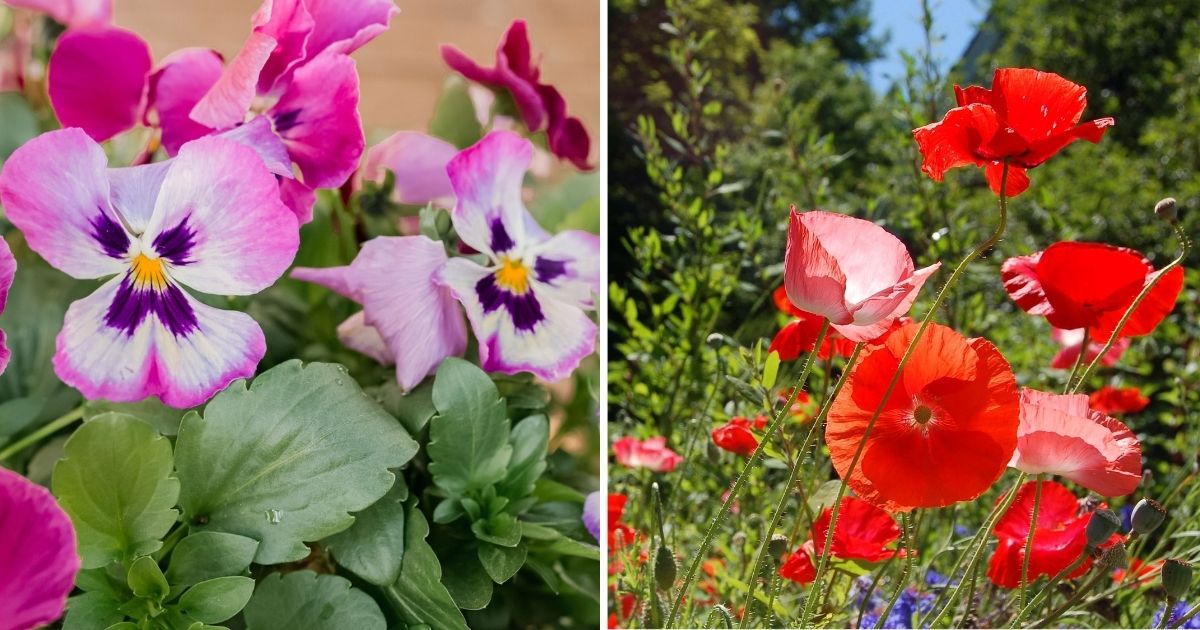 10 Beautiful And Easy-To-Grow Plants For This Spring