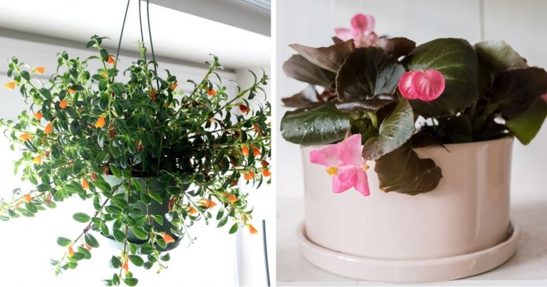 20 Beautiful Blooming Indoor Plants To Grow In Your Living Space
