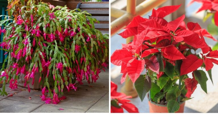 14 Beautiful Christmas Flowers For The Upcoming Holidays
