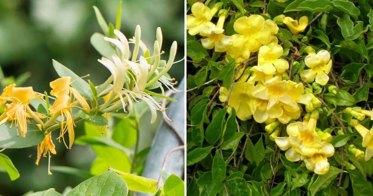 10 Beautiful Climbing Plants With Yellow Flowers
