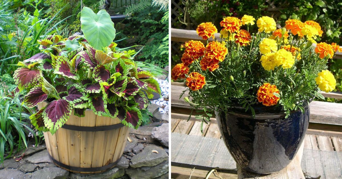 13 Beautiful Fall Flowers For Container Garden