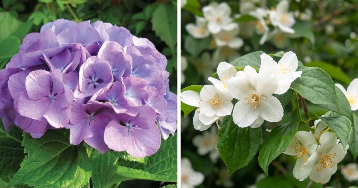 15 Beautiful Flowering Bushes For Year-Round Color
