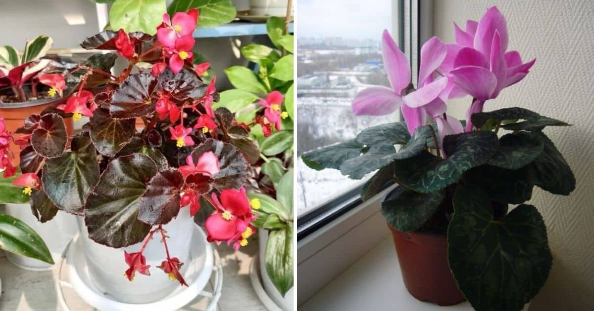 6 Beautiful Flowering Houseplants For Your Bathroom