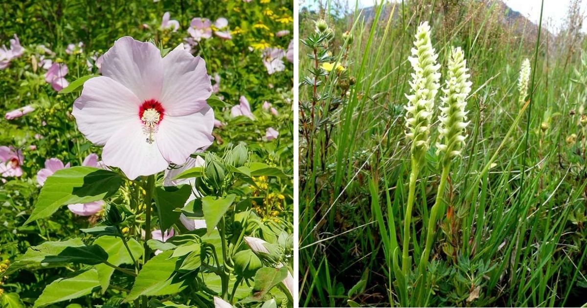 12 Beautiful Flowering Plants To Grow In A Bog Garden