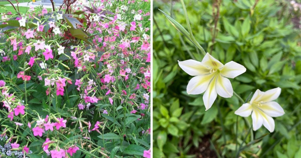 16 Beautiful Flowers Blooming At Night