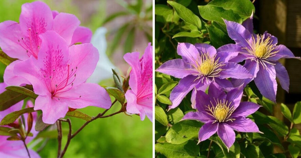 13 Beautiful Flowers But Contain Toxins