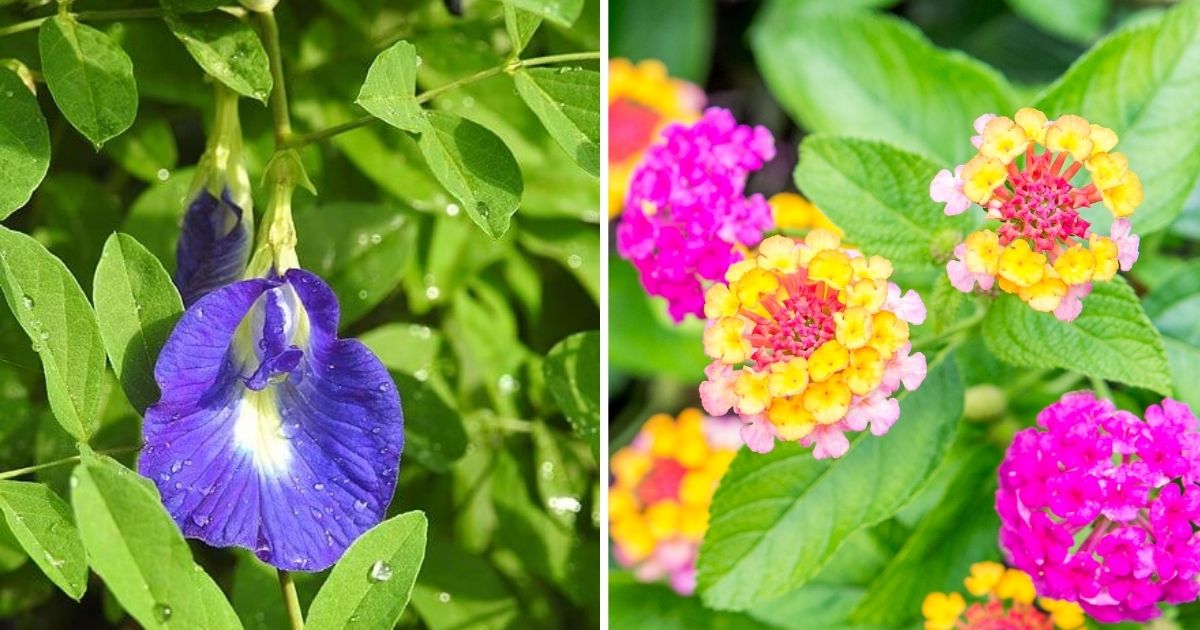 24 Beautiful Flowers That Bloom All Year Round