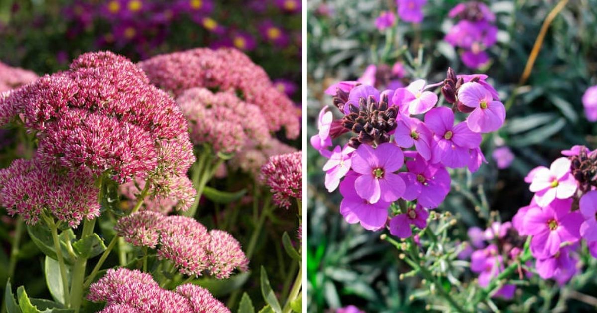 17 Beautiful Flowers That Don’t Need Much Water