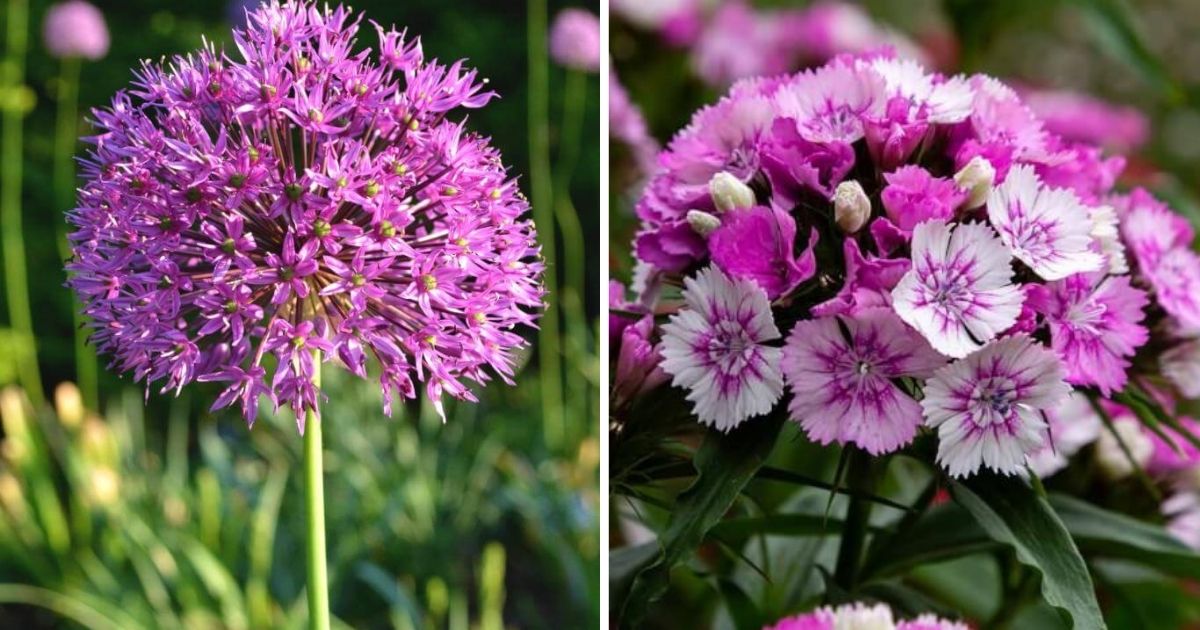 Beautiful Flowers That Resemble Fireworks