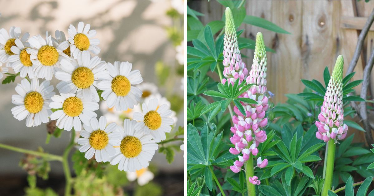 10 Beautiful Flowers To Help Your Garden Be Healthy And Pest-Free