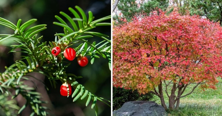 18 Beautiful Foundation Plants For The Front Of Your House