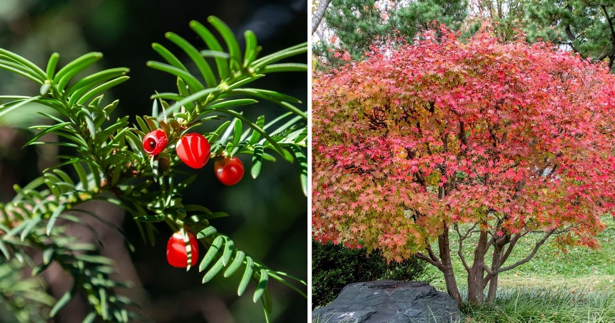 18 Beautiful Foundation Plants For The Front Of Your House