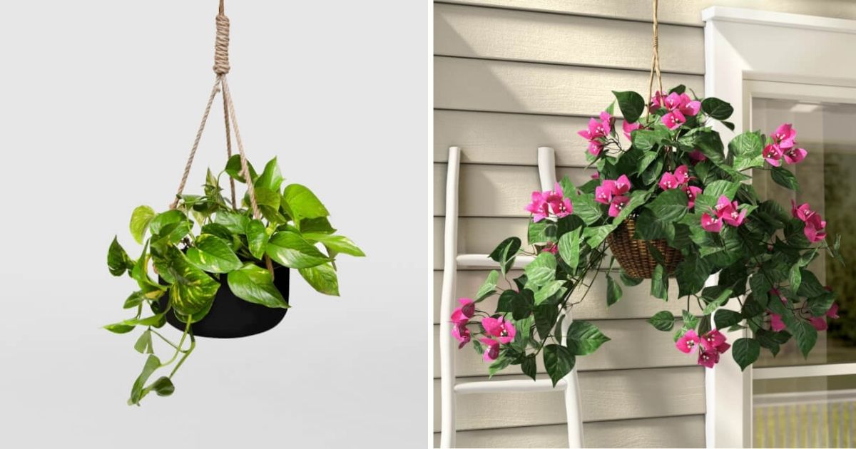 10 Beautiful Hanging Houseplants