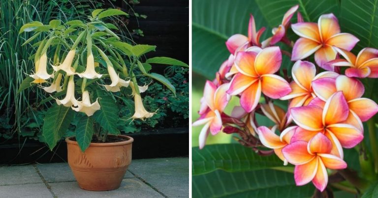 19 Beautiful Houseplants For Fragrance