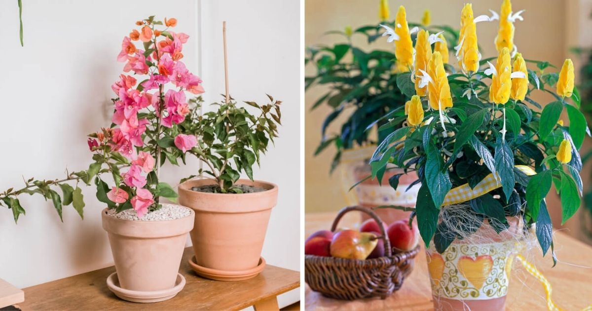 10 Beautiful Houseplants That Bloom All Year