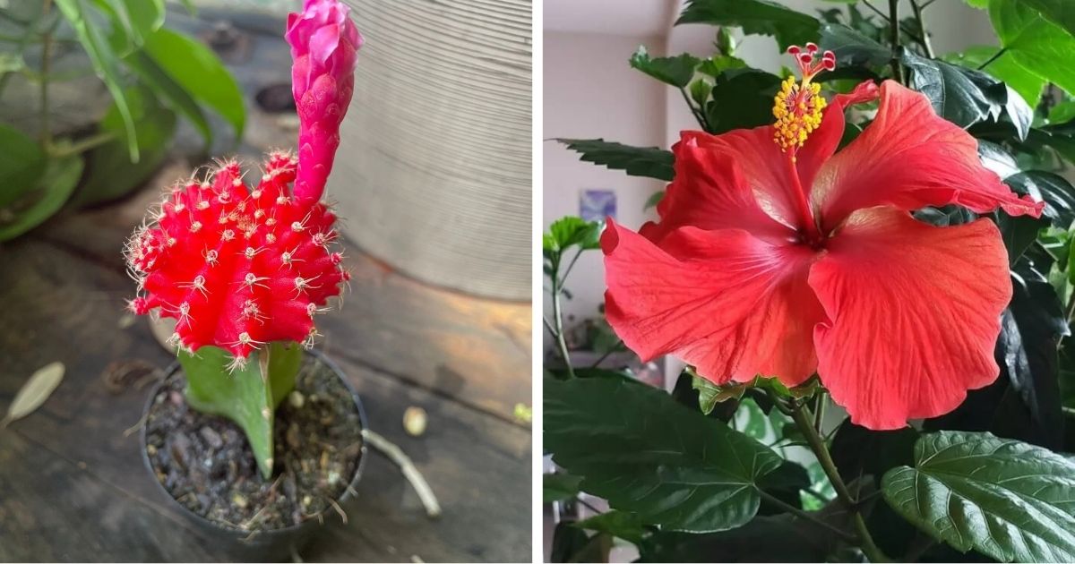 10 Beautiful Houseplants That Display Showy Red Flowers