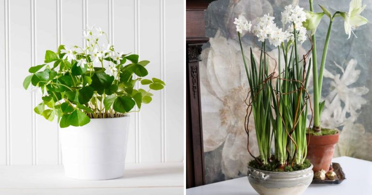 13 Beautiful Houseplants That Have White Flowers