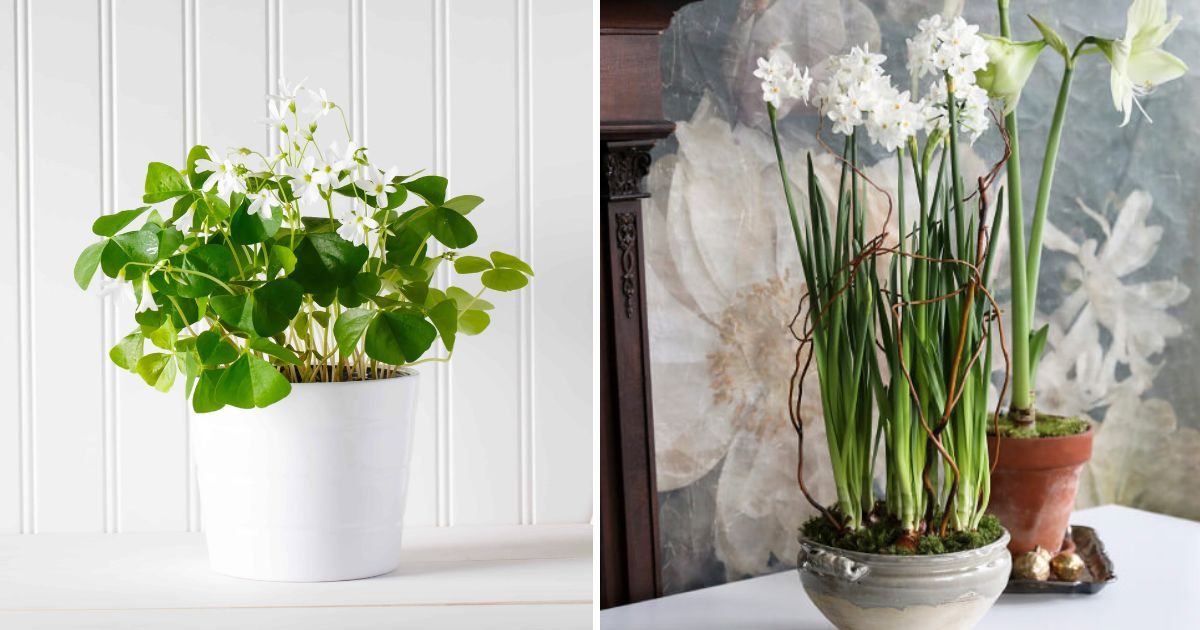 13 Beautiful Houseplants That Have White Flowers