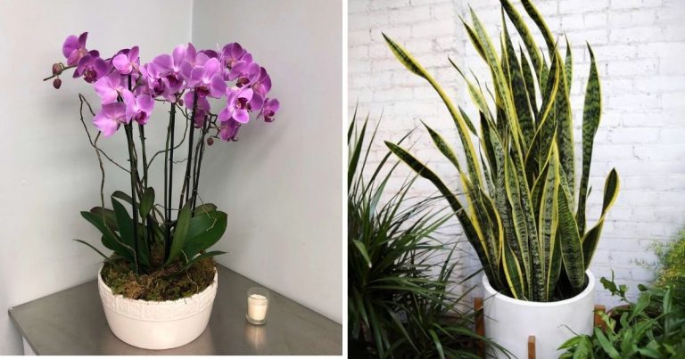 9 Beautiful Houseplants That Love Growing In The Dark