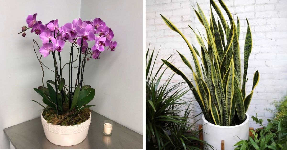 9 Beautiful Houseplants That Love Growing In The Dark