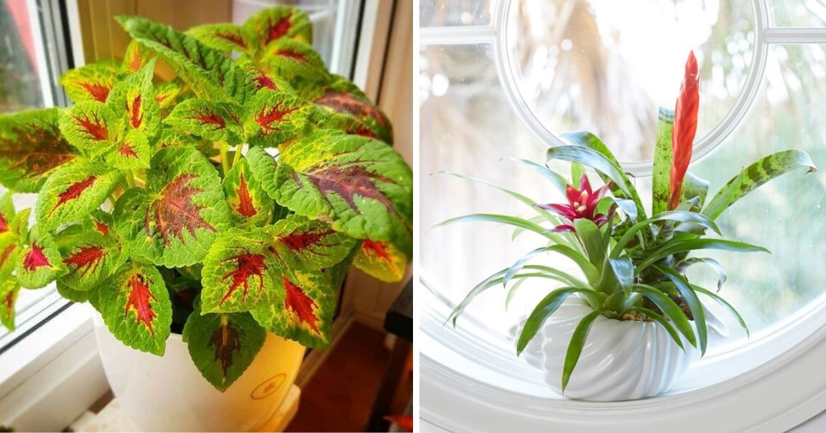 14 Beautiful Houseplants That Resemble Flower Bouquets